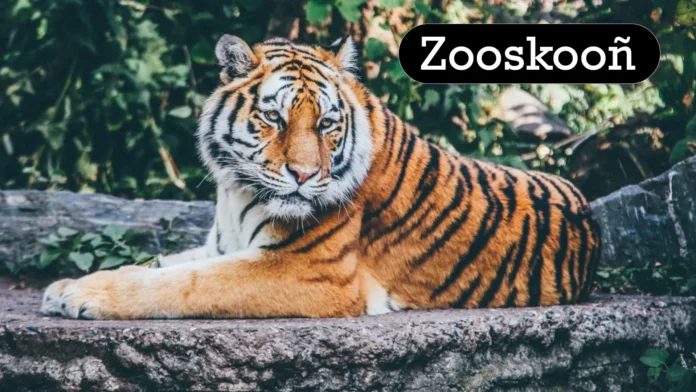 Zooskooñ:Digital Evolution of a Cultural Phenomenon